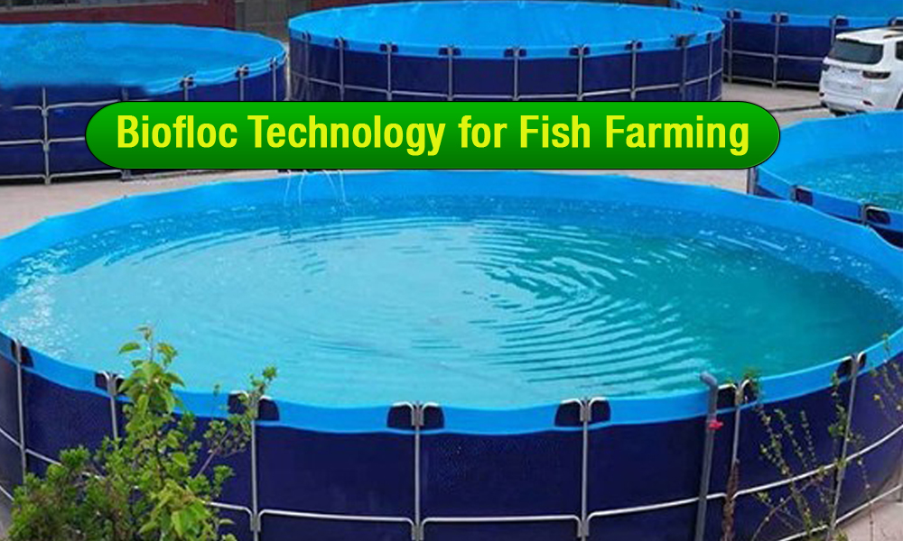 Basics Biofloc Technology for Fish Farming Training of Aquaculture